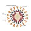 វ៉ាក់សាំង CoviTo វ៉ាក់សាំង Covid-19 -1 (SARS-Cov-2) វ៉ាក់សាំងរបស់ Adenovirus វ៉ិចទ័រ